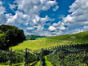 vinograd in sadovnjak